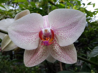 orkid phalaenopsis cultivar