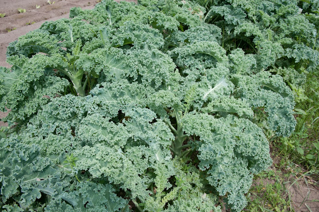 kale growning