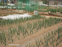 Growing green onions in a community garden - Naruse, Machida, Japan