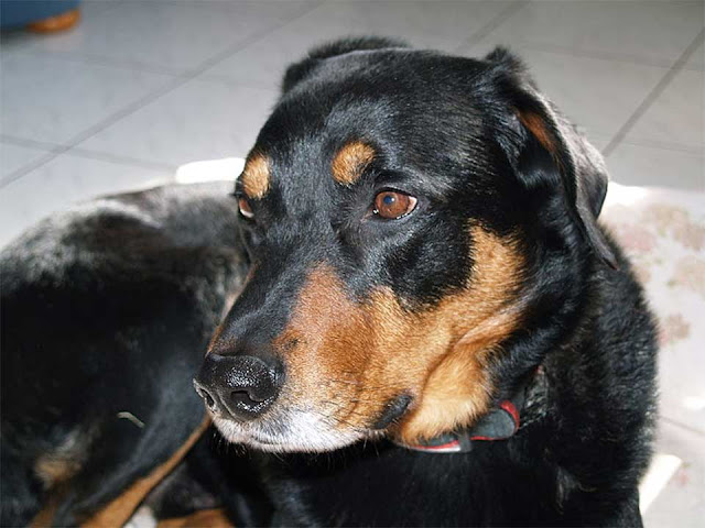 beauceron, beauceron temperament, Rescue Dogs, Herding Dog Breeds, beauceron puppies