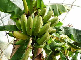 GreenFin Gardens: High Tunnel Aquaponics