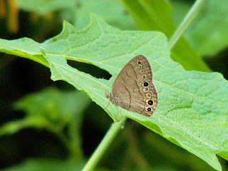 Carolina Satyr