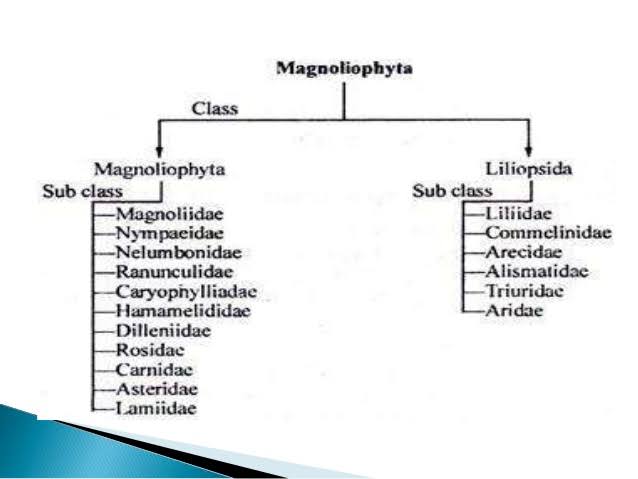 Takhtajan classification