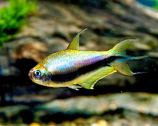 emperor tetra