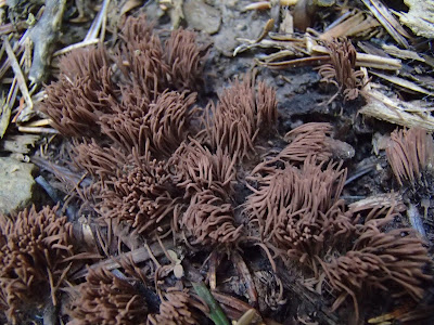 Stemonitis fusca (Paździorek ciemny)