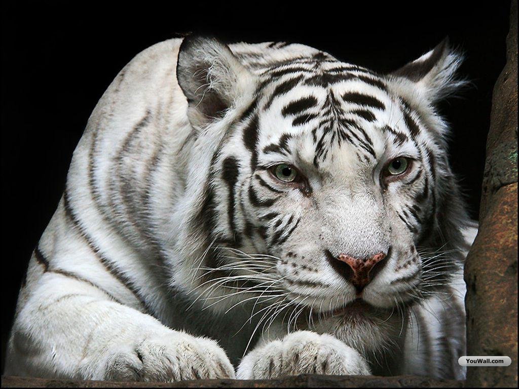 white tiger wallpapers desktop wallpapers Cute wallpapers of white tiger