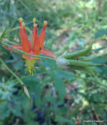 Aquilegia formosa (Columbine, Crimson Columbine, Sitka columbine, western columbine)