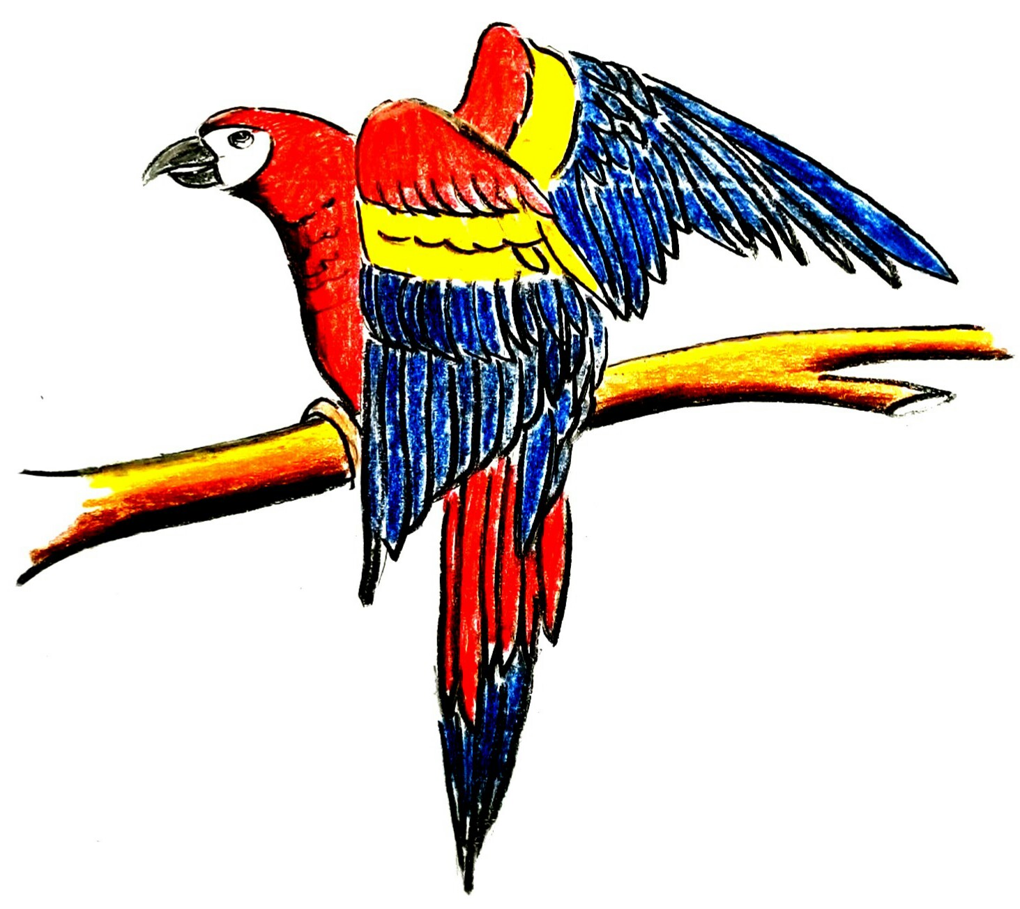 Cara Menggambar Burung Kaka Tua Parrot