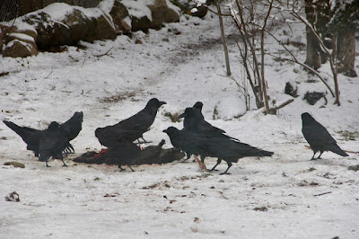 ravens feeding on carcass