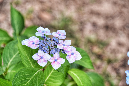 Hydrangea Picture Spam! (+ Hydrangea Parfait)