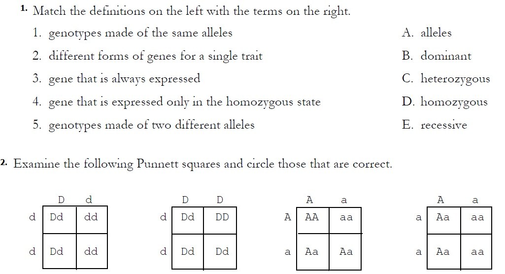 Monohybrid Cross Worksheet