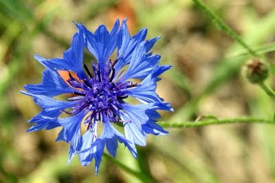 Korenbloem - Roggeblom - Centaurea cyanus