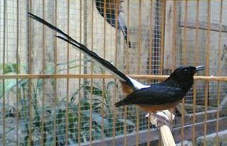 Burung Murai Batu Medan