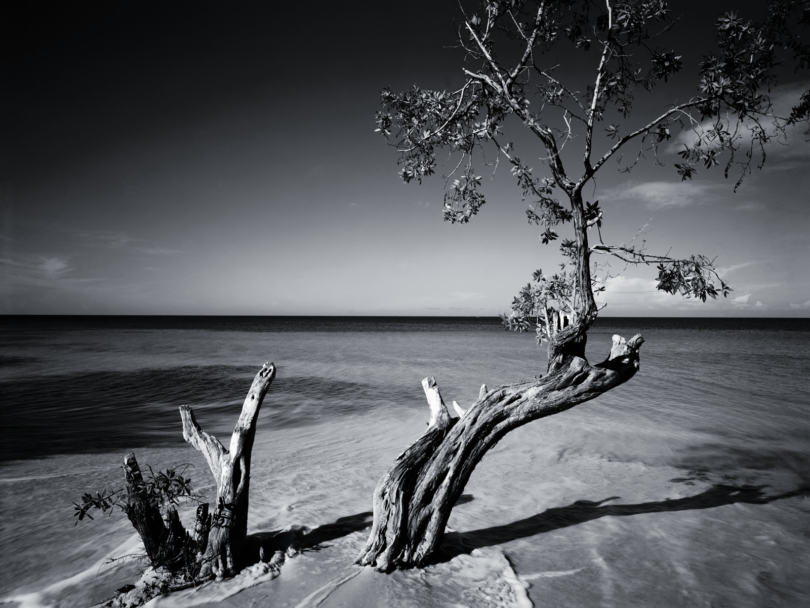 Black and White Beach Tree