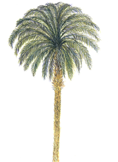 Original watercolor drawing of palm tree, Lidia Marina Hurovich Neiva