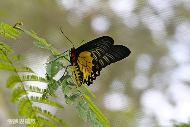z_MG_3881