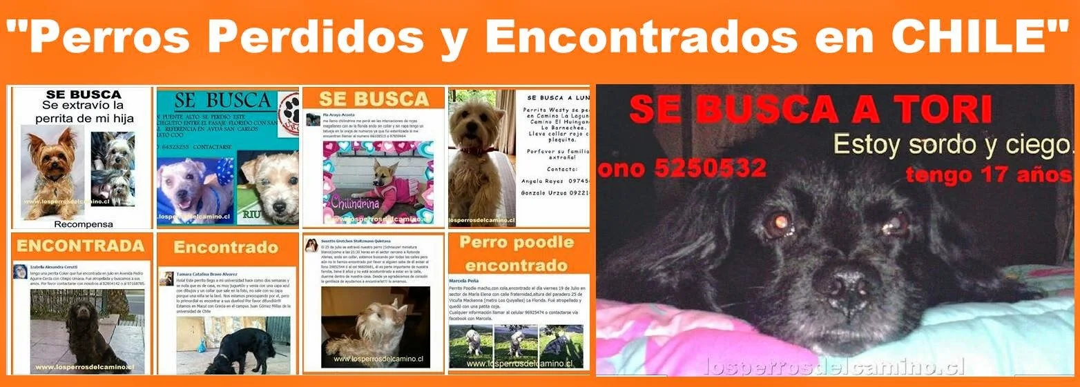 https://www.facebook.com/perrosperdidosyencontradosenchile