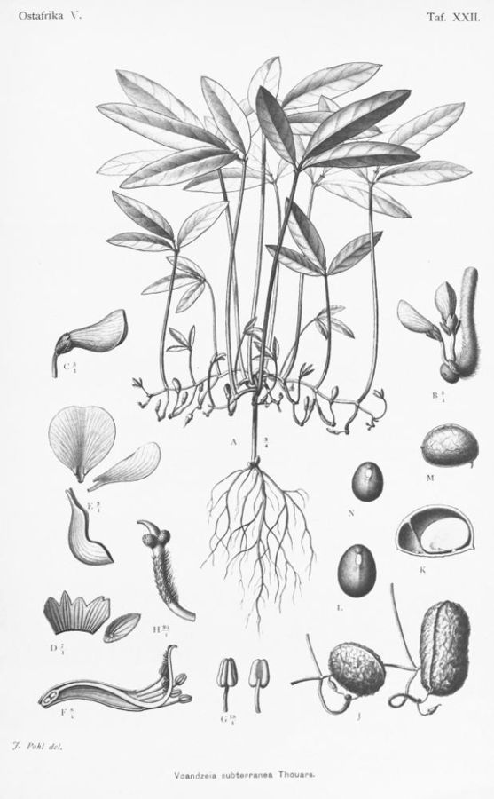 Ботаническая иллюстрация Vigna subterranea