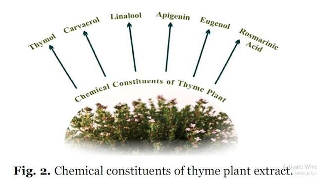Chemical constituents of thyme plant extract.