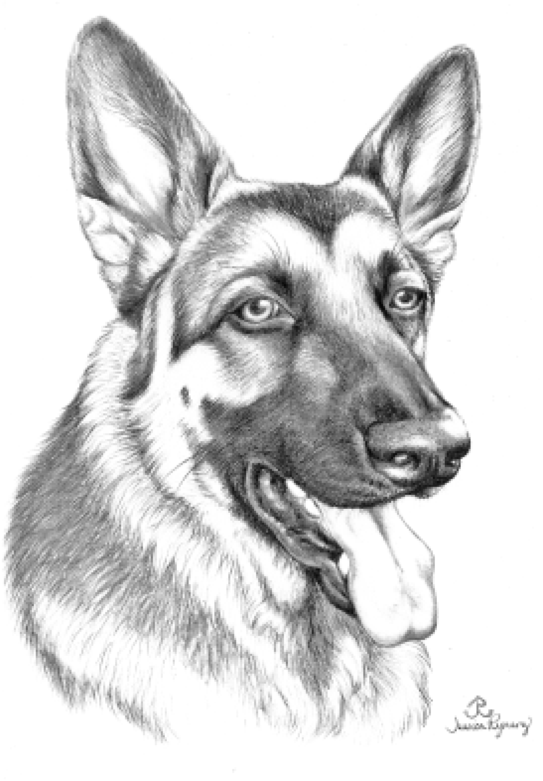 Search Results for "Coloring Pages Of German Shepherds ...