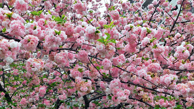 大阪造幣局 桜の通り抜け