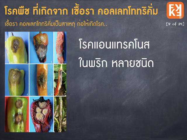 โรคแอนแทรคโนส ในพริก