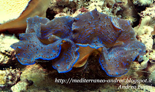 Tridacna maxima blue