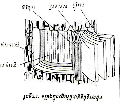 ទម្រង់ខាងក្នុងដើមរុក្ខជាតិឌីកូទីលេដូន, ដើមរុក្ខជាតិឌីកូទីលេដូន,  ផ្លូអែម, ស៊ីឡែម, ដើម, ដើមរុក្ខជាតិ, ឌីកូទីលេដូន, ម៉ូណូកូទីលេដូន,