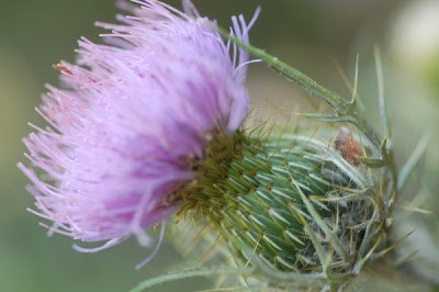 Field thistle blossom