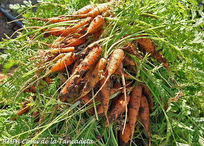 recoleccion zanahorias ampa colegio bonavista alaquàs