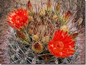 110812 NP Saguaro (6)