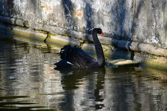 CIGNO NERO VALSANZIBIO