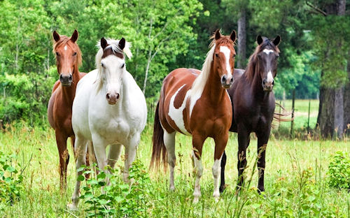 Caballos pura sangre - Horses - Les chevaux