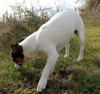 Louise having a good sniff about