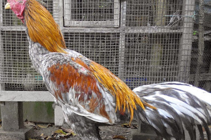 Ayam Sabung Kuala Langat : AYAM SABUNG REBAN KAMPUNG: IBU-IBU MUDA BATANG KAKI BAKA ... - Berita terkini gamba2 sudah dipost semua sudah tiada maksudnya ayamnya sudah bertuan sudah jauh pergi.