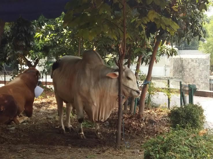 Berat Lebih dari 1 Ton, Inilah Sapi Qurban Presiden Jokowi 