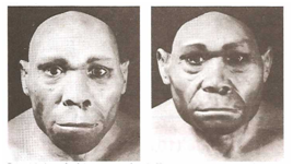Reconstitution two ancestors of Homo sapiens. From left to right; The Sinantropo and Javantropo.