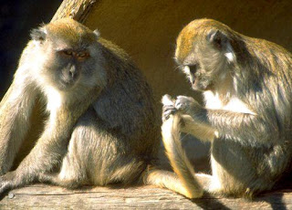 Monkeys in srilanka wallpapers