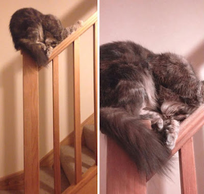 Pose Lucu Kucing Tidur