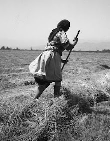 Καρδίτσα. Καραγκούνα κόβει χόρτα (1965) φώτοΤάκης Τλούπας (1920-2003)