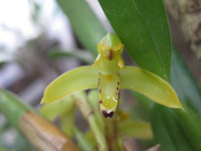 Maxillaria friedrichsthalii - Friedrichsthal's Maxillaria care