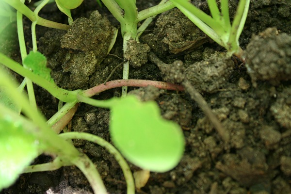 radish-2