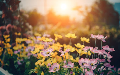 Spring flowers