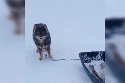 Hund rettet Besitzer in Jakutien