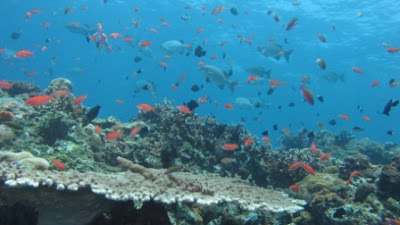 diving snorkling at coral reef penuktukan buleleng bali indonesia