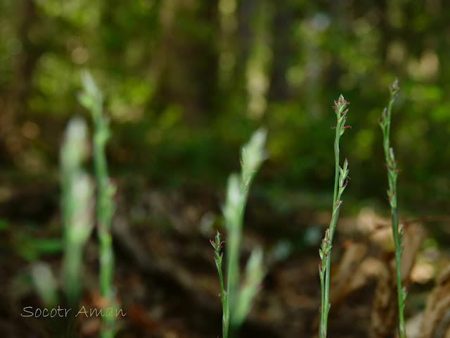 Carex siderosticta