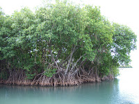 Mangroves