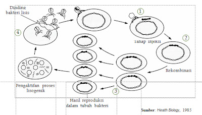 Bakteriofage yang  melakukan siklus  lisogenik. Apa bedanya dengan siklus litik?   Pengaktifan proses lisogenik    3  Hasil reproduksi dalam tubuh bakteri        Sumber: Heath Biology, 1985   