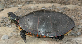 Eastern Painted Turtle