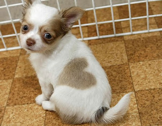 Chihuahua Puppy Picture